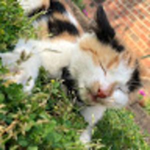 Meet your Posher, Phoebe